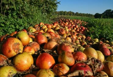 Picture that illustrates an example of how food waste affects the environment.