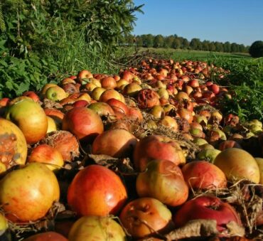 Picture that illustrates an example of how food waste affects the environment.