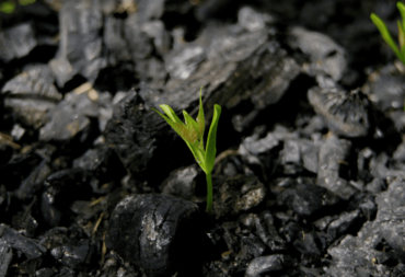 Biochar for agriculture and sustainability.