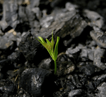 Biochar for agriculture and sustainability.