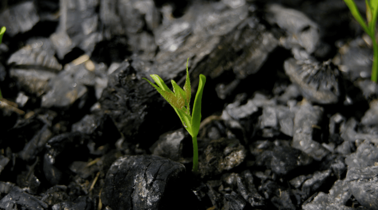 Biochar for agriculture and sustainability.