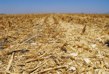 Crop residue