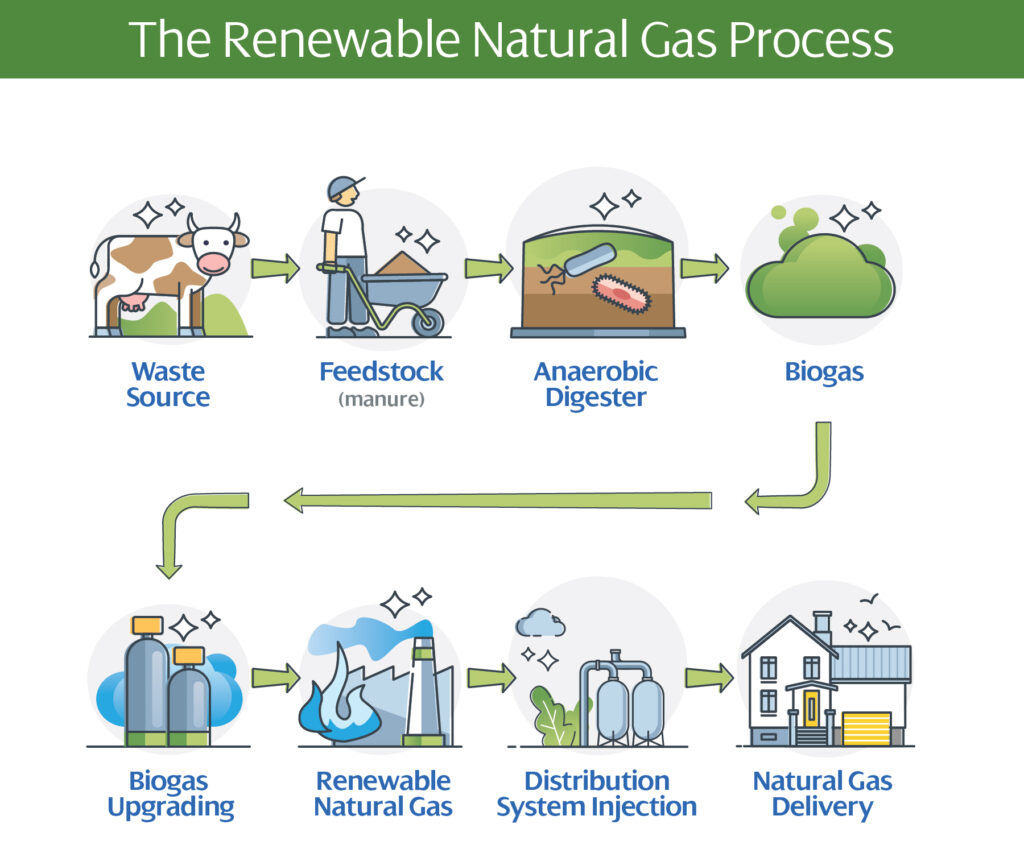 Infographic that illustrates how to obtain bioenergy from animal waste recycling methods.