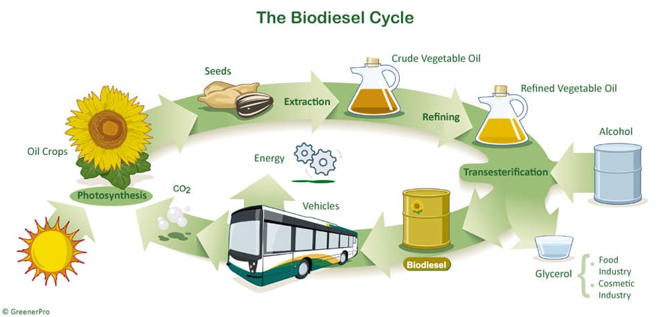 Infographic that explains the process of waste cooking oil recycling into biodiesel.