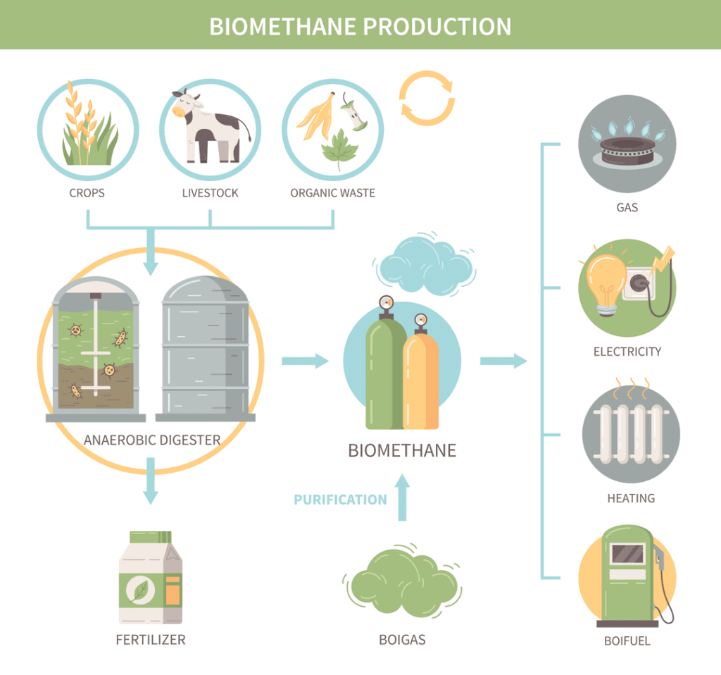 Infographic that explains how biogas is made.