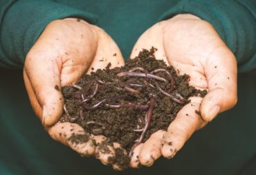 what are biosolids