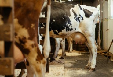 dairy wastewater treatment