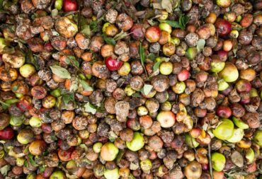 economic impact of food waste