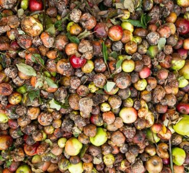 economic impact of food waste