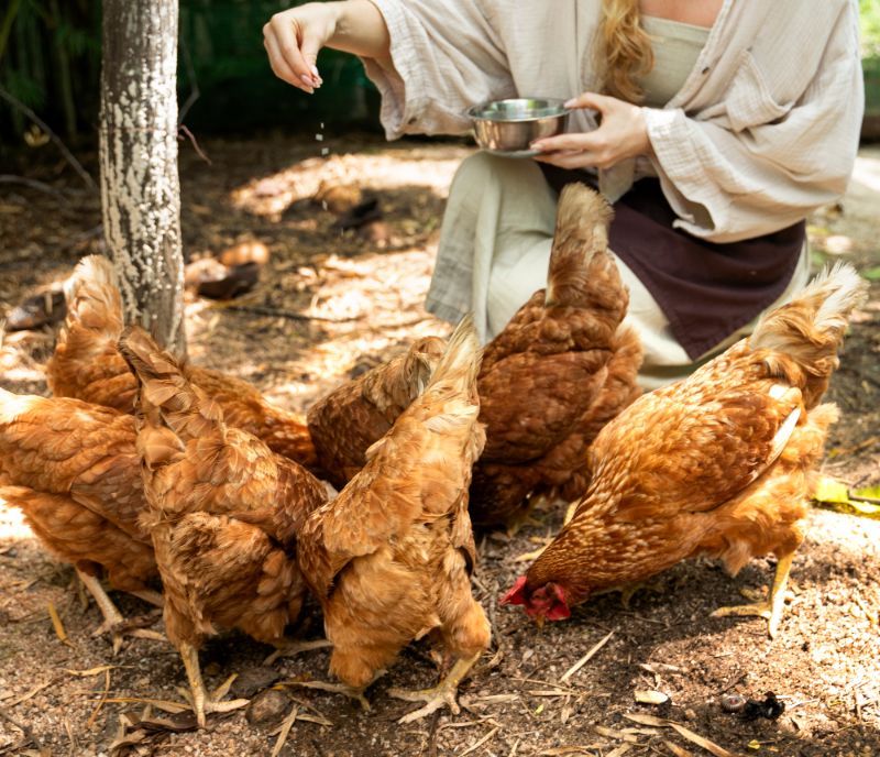 chickens and food waste