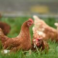 chickens reduce food waste