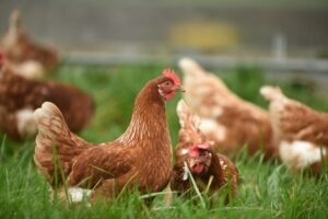 How Can Chickens Reduce Food Waste?