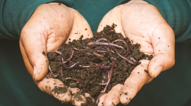 how do worms break down food waste