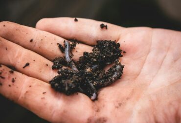 what is vermicomposting