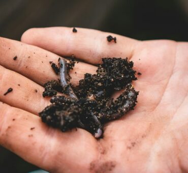 what is vermicomposting