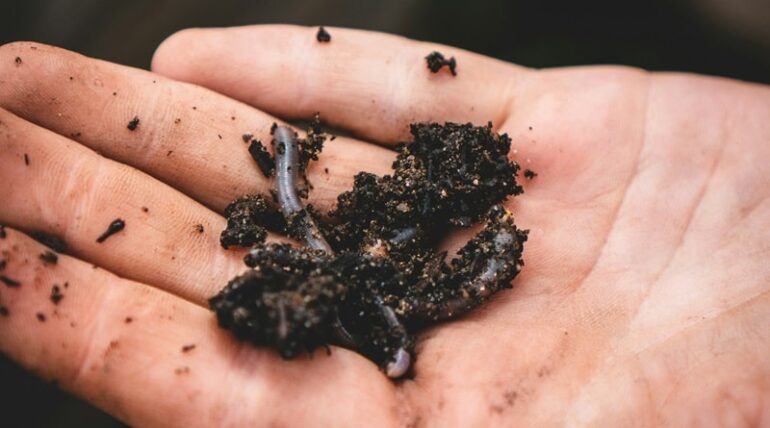what is vermicomposting