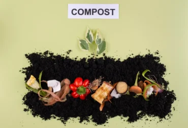 nyc compost rules feature image