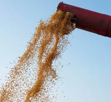 Feedstock for biofuel feature image