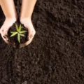 Biochar vs. Charcoal feature image