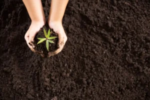 Biochar vs. Charcoal: What’s the Difference in Sustainable Waste Use? 