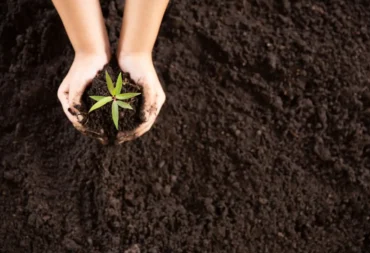 Biochar vs. Charcoal feature image