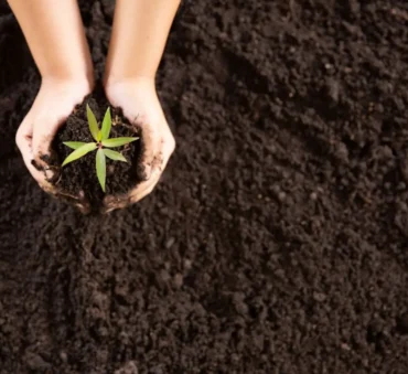 Biochar vs. Charcoal feature image