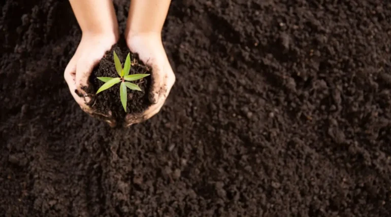 Biochar vs. Charcoal: What’s the Difference in Sustainable Waste Use? 