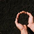 How Biochar Is Used in Agriculture and Farming feature image