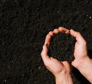 How Biochar Is Used in Agriculture and Farming feature image