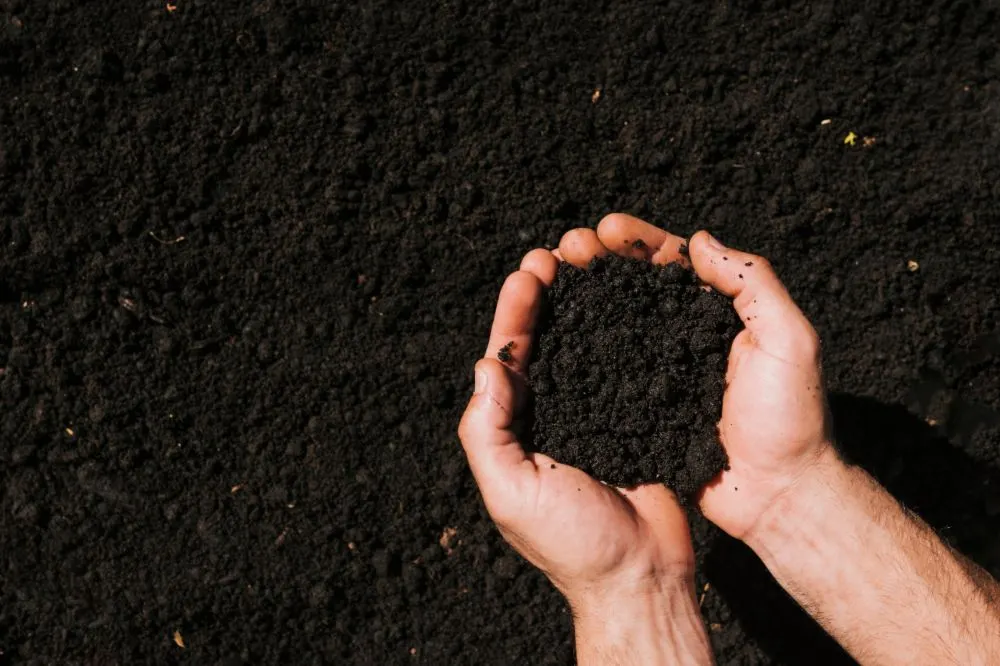 Use of Biochar in Agriculture for Soil and Crop Health | Shapiro