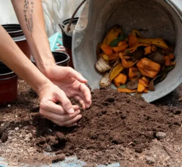 Biochar and Compost feautre image