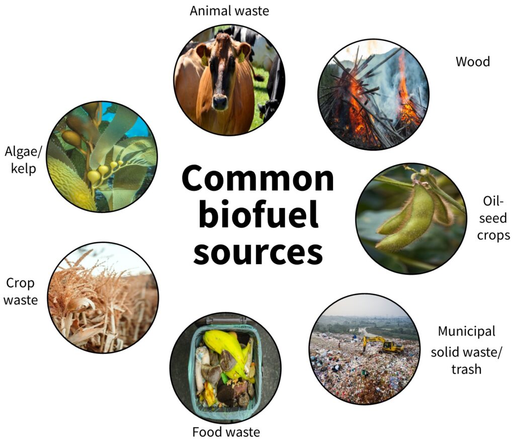 Types of biomass energy sources.