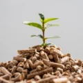 How Does Biomass Energy Work_ Your Comprehensive Guide Feature Image