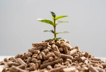 How Does Biomass Energy Work_ Your Comprehensive Guide Feature Image