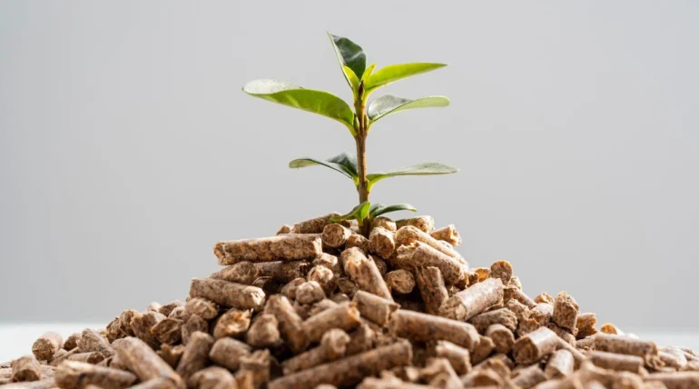 How Does Biomass Energy Work_ Your Comprehensive Guide Feature Image