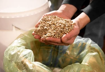 Spent Grains Management Feature Image