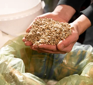 Spent Grains Management Feature Image